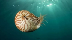 Zakaj molkužci reaktivni motor?